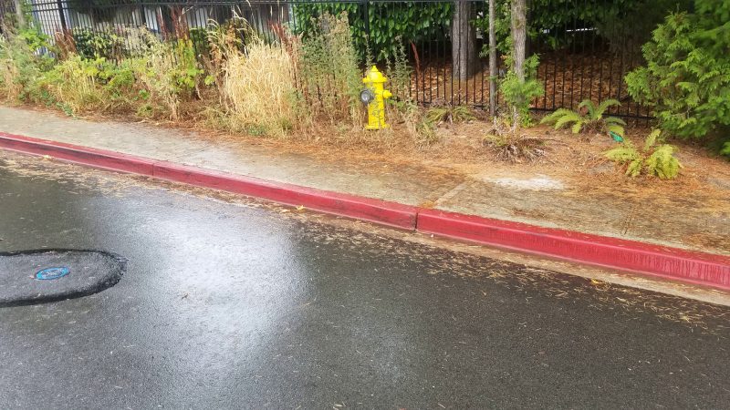 slippery leaves on road