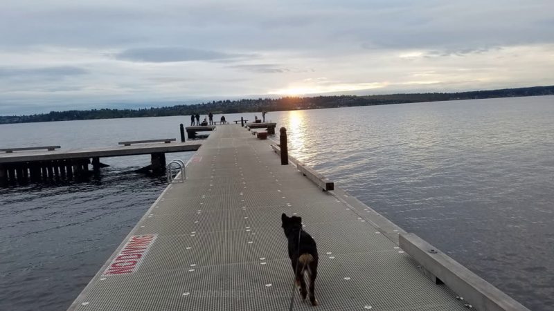 Sunset walk with dog, moving naturally