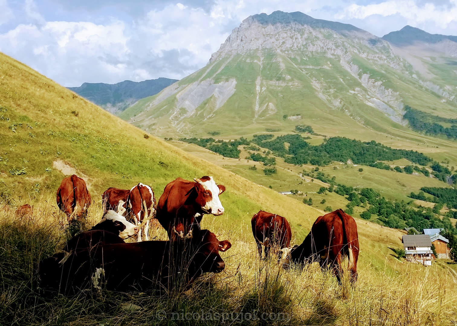 Milk cows from Albiez