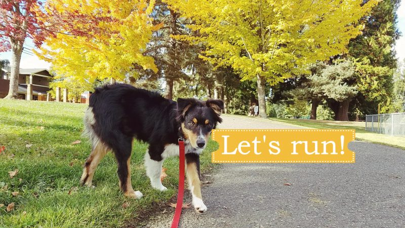 My dog Mocha, who loves to run and play in nature.