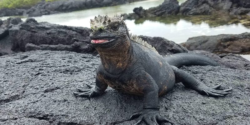 Marine iguana from Galapagos islands