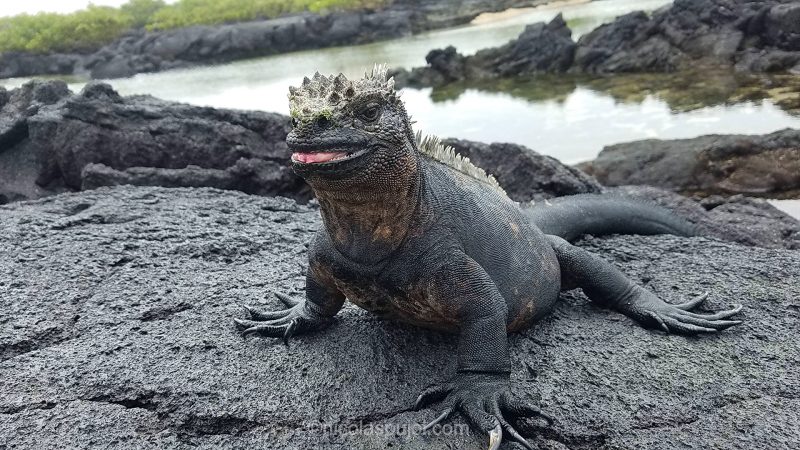Marine iguana from Galapagos islands