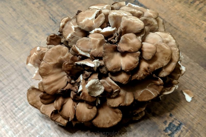 Fresh maitake mushroom